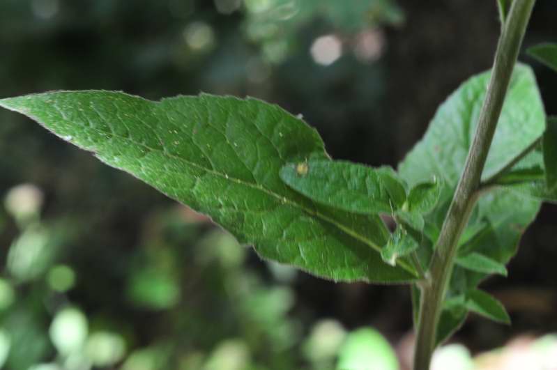 Pentanema conyzae (=Inula conyzae) / Enula baccherina